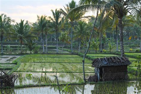 Rice Fields In Ubud On The Island Of Bali Indonesia July 2011 Bali Paysage Paysage Bali