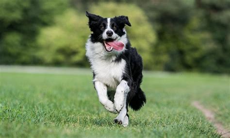 Border Collie Breed Characteristics Care And Photos Bechewy