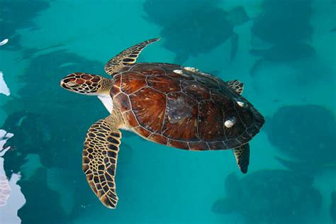 How Long Do Sea Turtles Live Amazing Facts