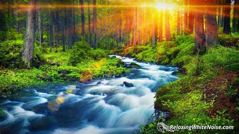 Forest River Peaceful Sounds For Relaxation Sleep Or