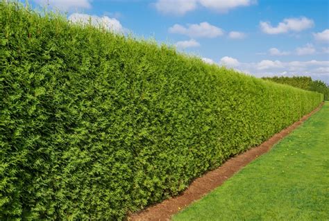 6 Fastest Growing Hedges For The Garden Uk