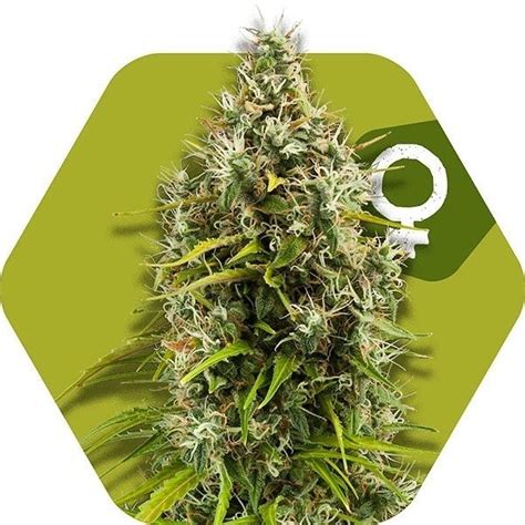 Check spelling or type a new query. MonterreyCannabis.com Venta de Marihuana a domicilio en monterrey Pineapple Express & OG Kush ...