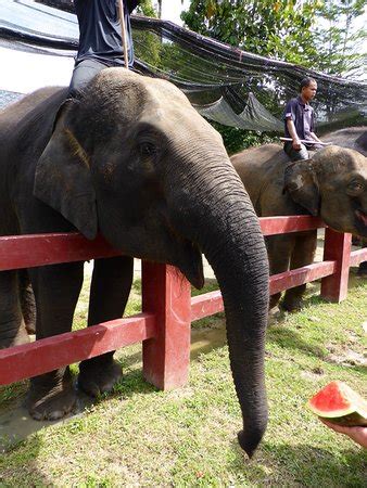 Kuala gandah elephant sanctuary is located in pahang and is a good place to go for a time of relaxation with your friends or family members. Kuala Gandah Elephant Sanctuary (Pahang): from USD 95 ...