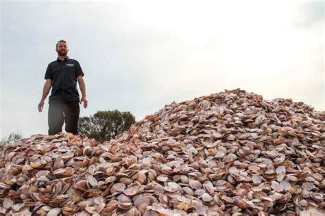 War On Waste Recycling Shells From Your Plate To Benefit The Ocean