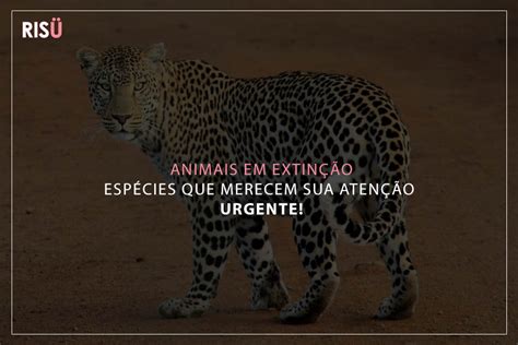 animais em extinção Blog Risü