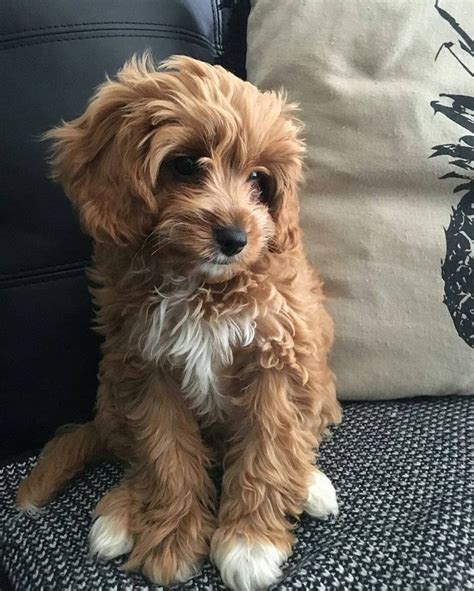 Cavapoos make great companions for anyone, from small children to an older people. Apricot Cavapoo Puppy | Cute baby animals, Cavapoo puppies ...