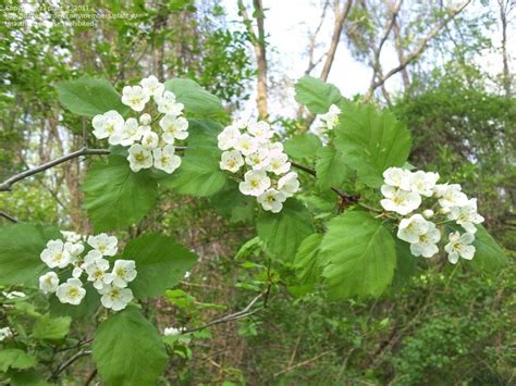 Plant Identification Closed 10 Feet High Thorn Tree Small White