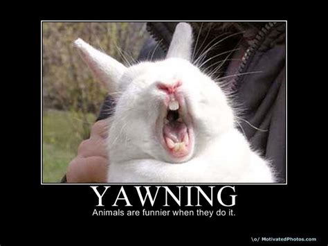 Yawning Funny Picture 2014 Picture Gallery