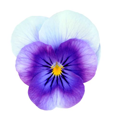 Violets Birthday Flower Of February Billy Heromans Flowers