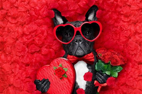 Top 129 Valentines Day With Animals Electric