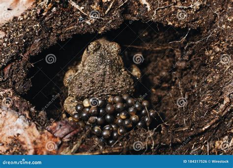 High Angle Shot Of A Brown Frog Laying Eggs In A Hole In The Muddy Ground Stock Photo Image Of