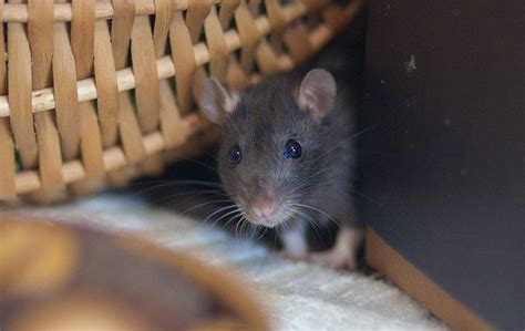 Blog What Every Houston Property Owner Ought To Know About Rats