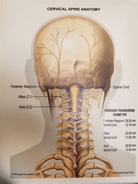 Learn about the organs and body parts. Laminated Cervical Spine Anatomy Poster | Sweat Institute