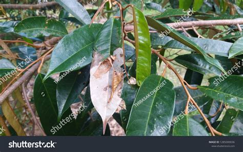 Leaf Blight Disease Durian Caused By Stock Photo Edit Now 1285000036