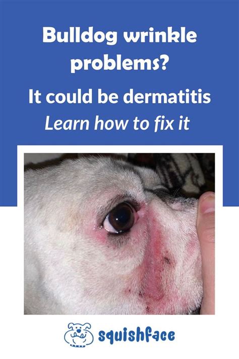 What Is Skin Fold Dermatitis In Dogs