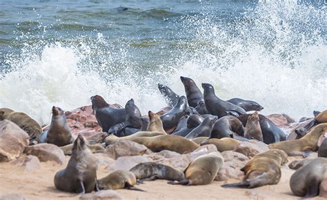 Walvis Bay Dolphin And Seal Cruise Freedom Destinations
