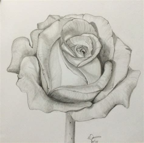 Rose Flower Images Pencil Drawing Prismacolor Pencil Rose Drawing