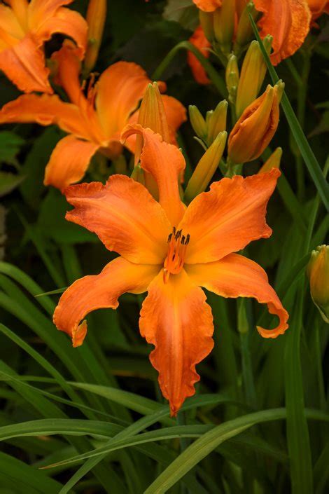 Daylily Care Planting And Growing Guide Garden Design