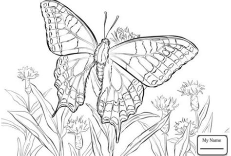 Kupu kupu merupakan hewan pilihan kali ini untuk diwarnai. +1001 Keindahan Sketsa Gambar Kupu - kupu Terelengkap dan ...