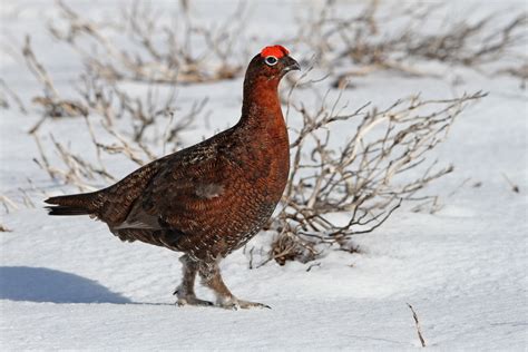 Red Grouse In Snow Spotlight Images