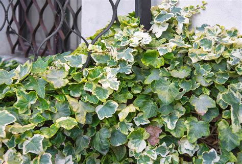 Algerian Ivy Plant Care Growing Guide