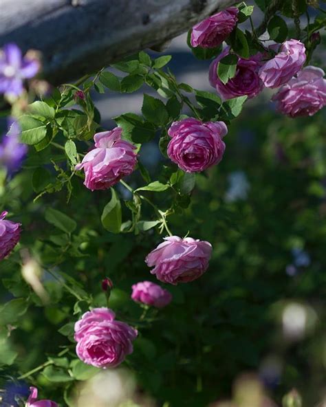 This is a winter hardy rose. 'Louise Odier', a bourbon rose used extensively by David ...