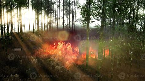 Wind Blowing On A Flaming Bamboo Trees During A Forest Fire 5595676