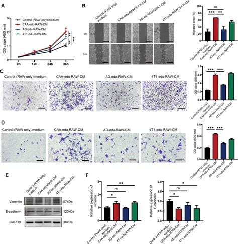 Caa Educated Macrophages Promoted The Malignant Behaviors Of 4t1 Cells