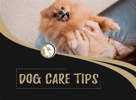 Dog Care Tips Towards Keeping Your Dog Healthy