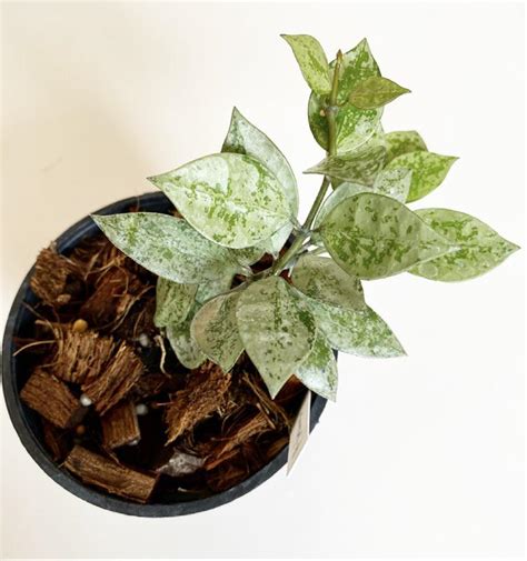 Hoya Lacunosa “silver Leaves” Aka Super Eskimo Rhoyas