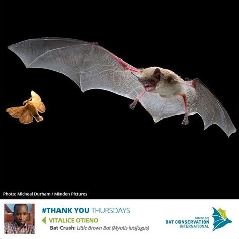 Bat Conservation Int Batconintl Bat Conservation International