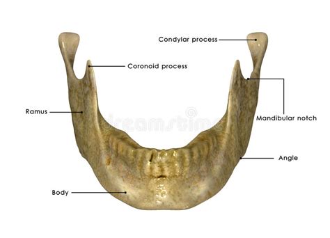 Skeleton Jaw Stock Illustration Illustration Of Anatomy 46887256