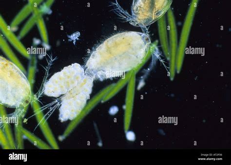 Eggs Of Copepod Crustacean Invertebrate Optic Microscopy Stock Photo