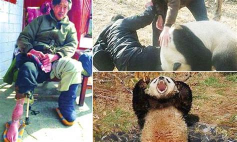 Man Horrifically Mauled After Jumping Into Giant Panda Den Boing