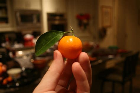 Tiny Oranges By Theshyfox On Deviantart