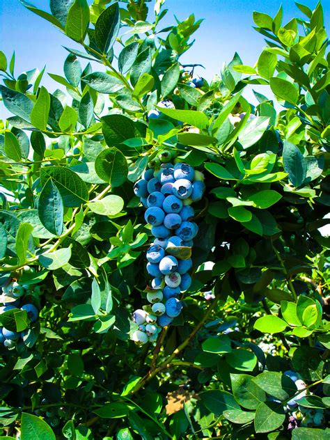 Example sentences with the word bushes. Buy Emerald Blueberry Bushes Online | The Tree Center™