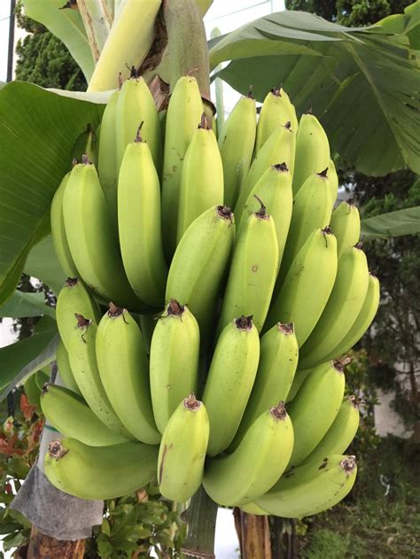 12 Banana Varieties You Can Grow In The Garden
