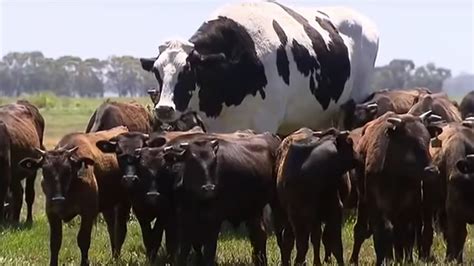 Australias Biggest Cow Is Literally Too Fat To Be Killed Vice