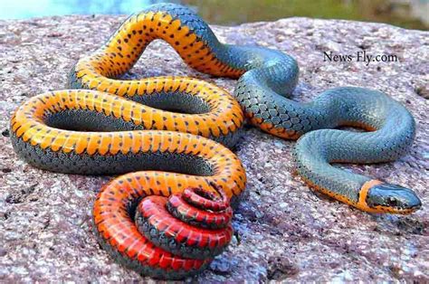 Top 10 Most Deadliest And Venomous Snakes In The World
