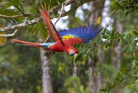 Buy Scarlet Macaw Flight Image Online Print And Canvas Photos Martin