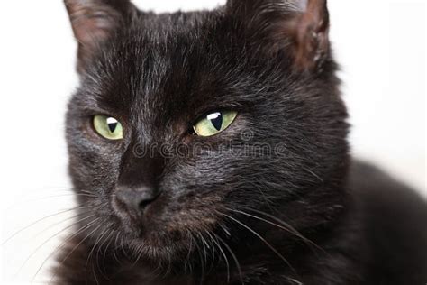 Adorable Black Cat With Beautiful Eyes On White Background Closeup