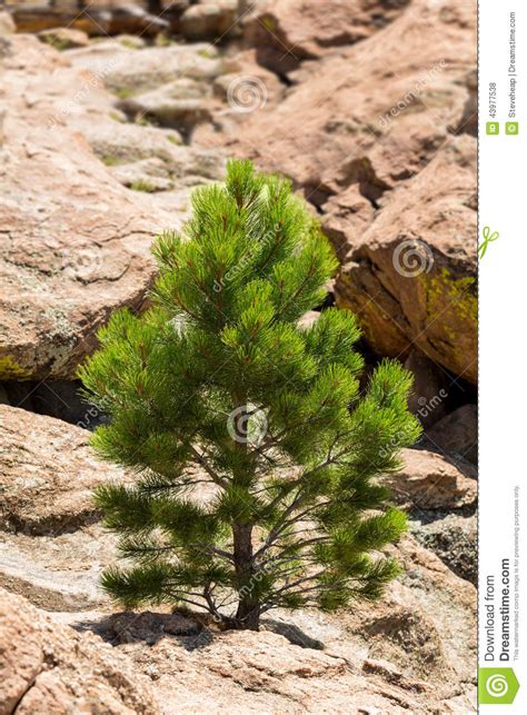 Small Ponderosa Pine At Turtle Rocks Colorado Stock Photo Image Of