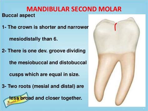 Mandibular Molars Molars Dental Anatomy Dentistry