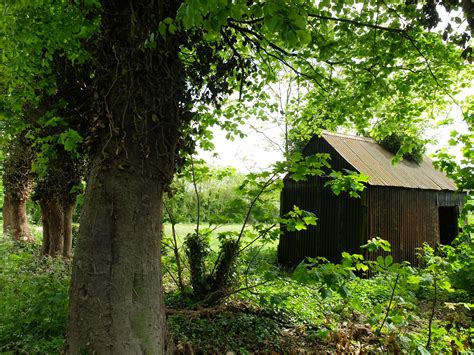 corrugated iron shed shed plants tree