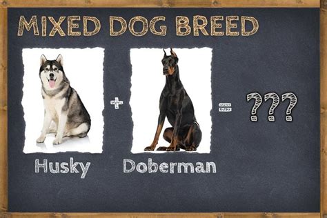 Husky Doberman Mix Siberian Pinscher Info Pictures And Facts Zooawesome