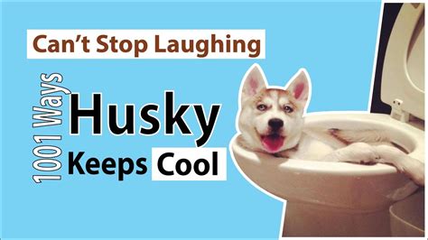 Cant Stop Laughing With Husky Puppies Keeps Cool Funny