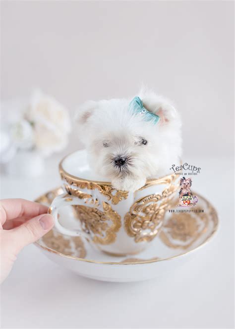 See more ideas about puppies, maltese, maltese puppy. Teacup Maltese Puppy For Sale | Teacups, Puppies & Boutique