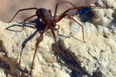 Mediterranean Recluse Spider Project Noah