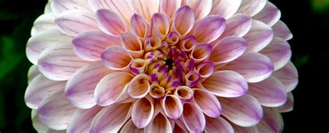 Check spelling or type a new query. Here's How Flowers Know When It's Time to Bloom