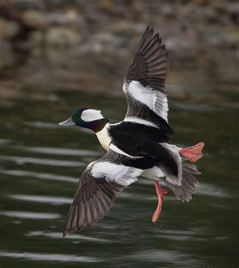 Bufflehead Male Duck Art Beautiful Birds Duck Hunting